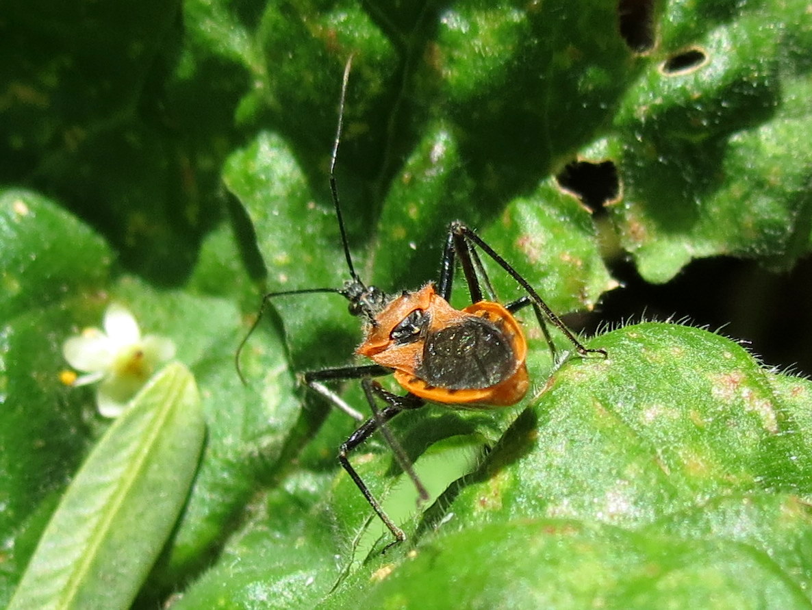 Orange Assassin bug