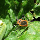 Orange Assassin bug