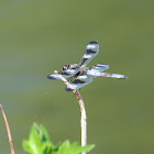 Twelve-spotted Skimmer Dragonfly (male)