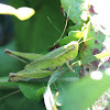 Short-winged Green Grasshopper, female