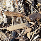 Norhern Caddisflies (Adult)