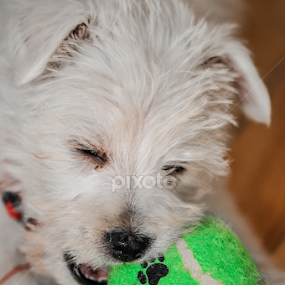 by Jo Sam - Animals - Dogs Playing