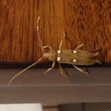 Ivory-marked Beetle
