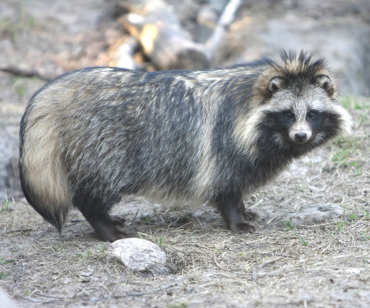 Raccoon Dog