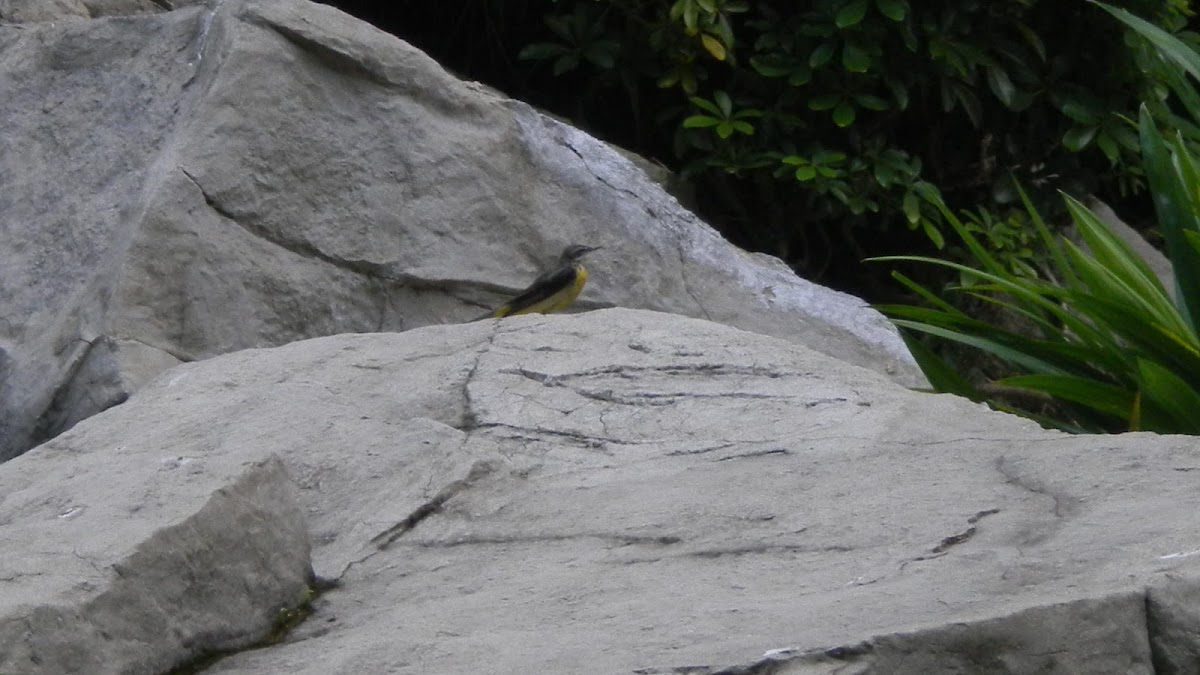 Grey Wagtail