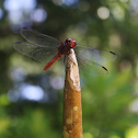 Libélula / Dragonfly