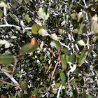 Mountain Mahogany