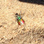 Festive Tiger Beetle