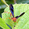 Ichneumon Wasp