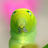 Oleander Hawk-moth Caterpillar