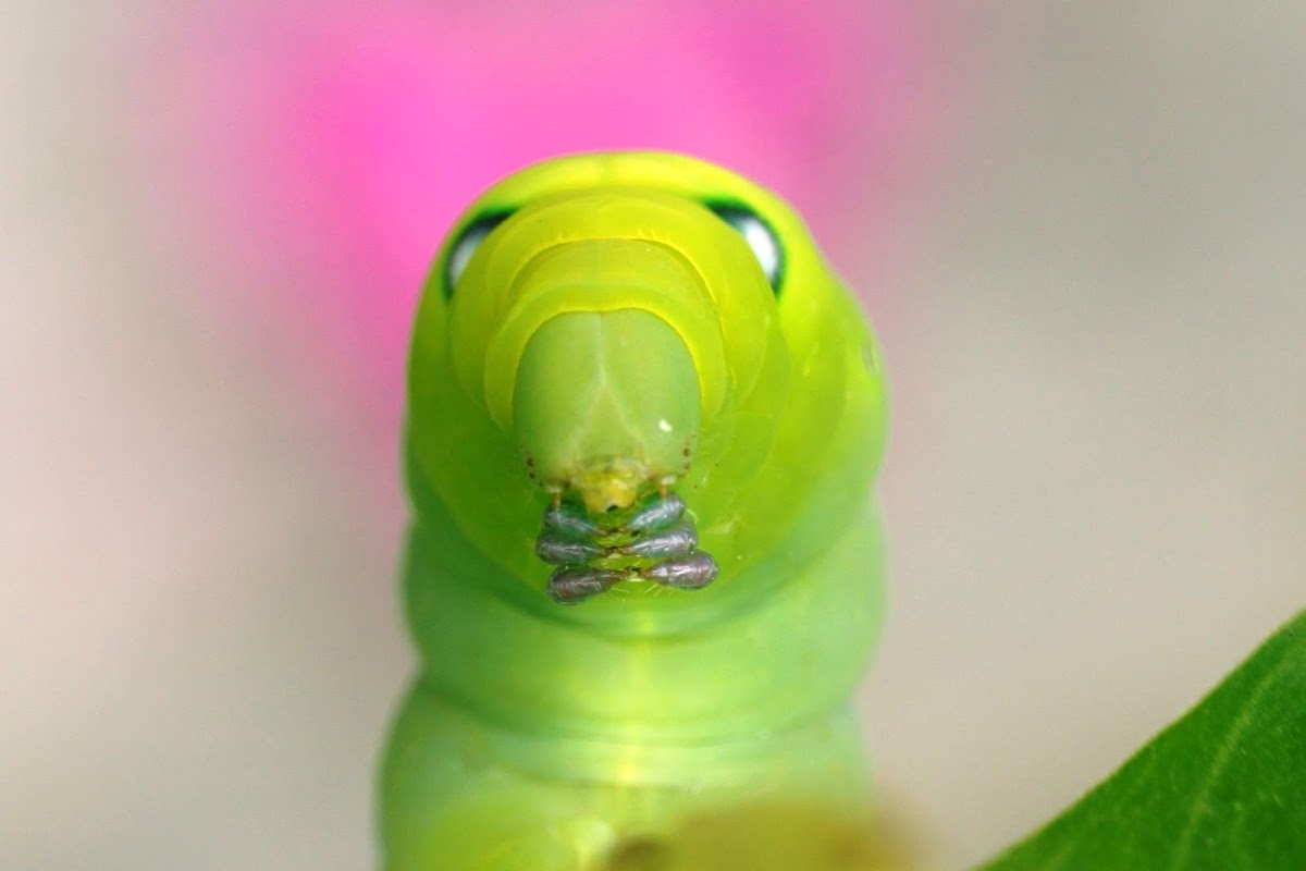 Oleander Hawk-moth Caterpillar