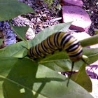 Monarch caterpillar