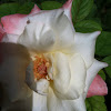 Pink and White Variegated Rose
