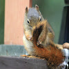 American red squirrel