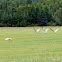 Sandhill Cranes