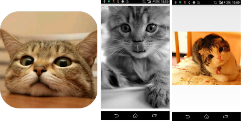 可愛いおもしろい猫写真集 On Windows Pc Download Free 1 0 Com Nekogazou