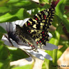 Spanish festoon