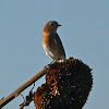 Eastern bluebird