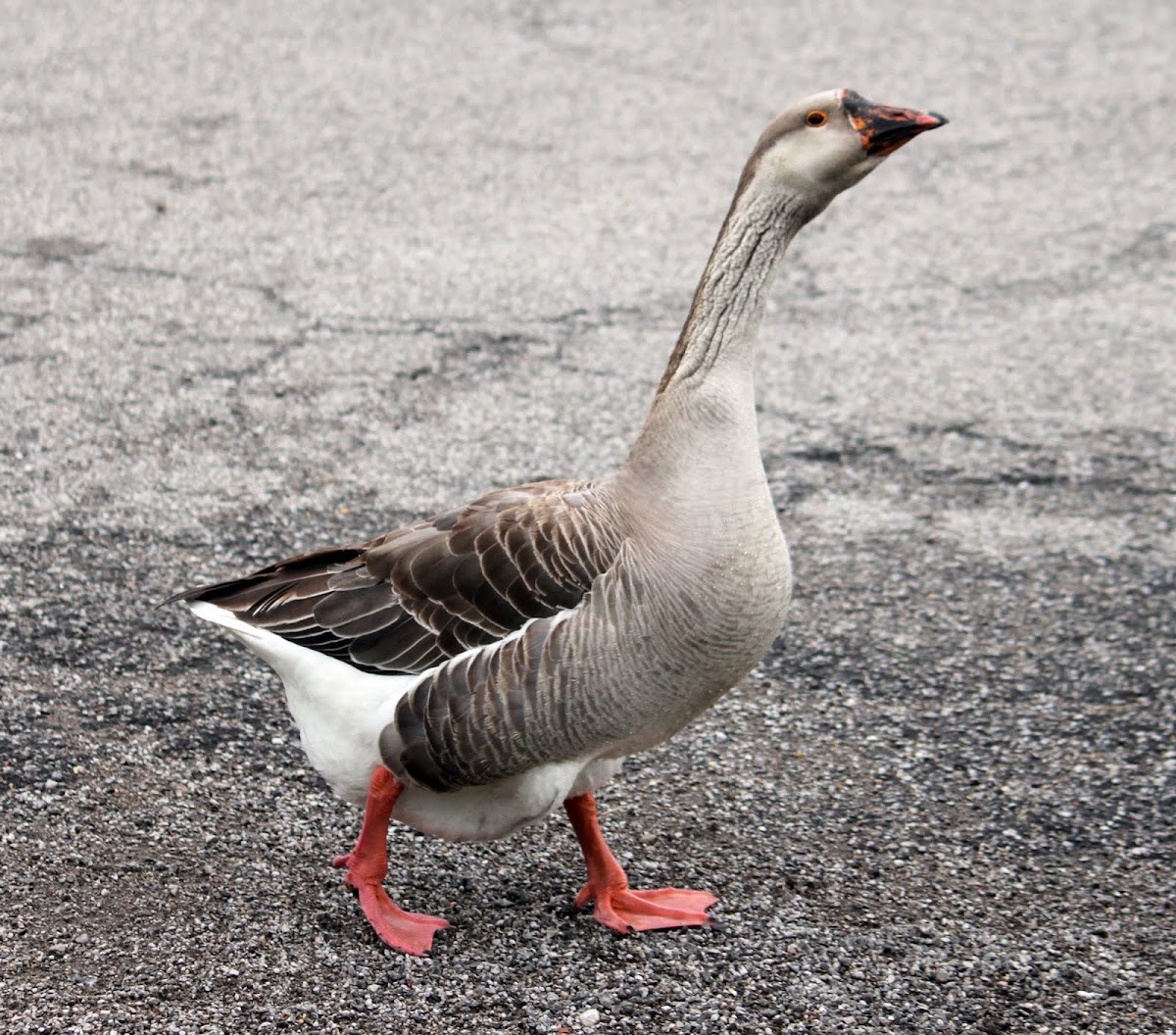 Domestic Goose