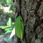 American green tree frog