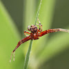 Ground Crab Spider