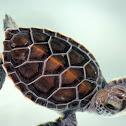 Green Sea Turtle ( baby)