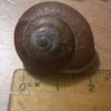 white lipped forest snail shell