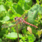 Variegated Meadowhawk Dragonfly