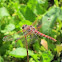 Variegated Meadowhawk Dragonfly
