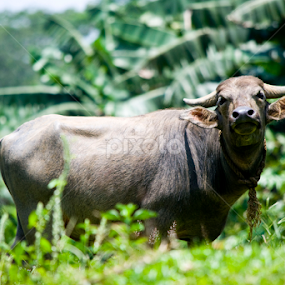loneliness!  by Ushan Wickramaratne - Animals Other Mammals