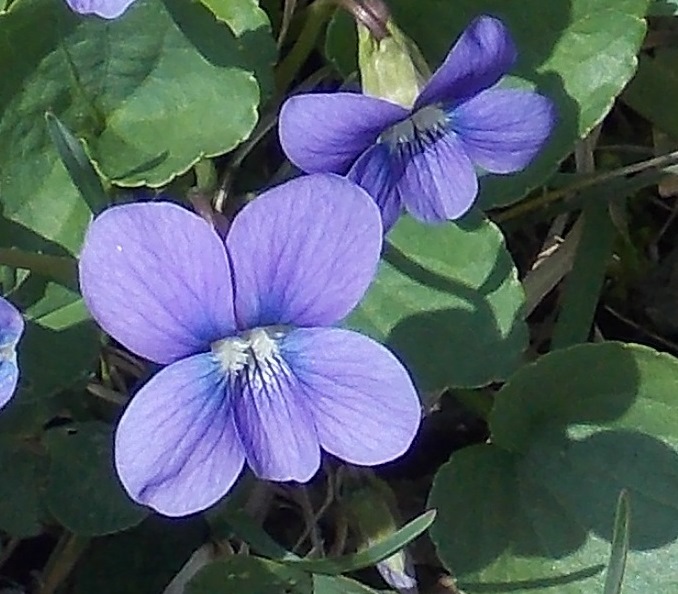 Meadow Blue Violet (Wildflower)