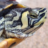 Tortuga de agua dulce