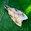 Croci Moth (Male)