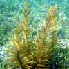 Slimy Sea Plume