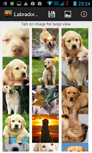 Labrador Wallpapers