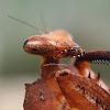 Malaysian Dead Leaf Mantis