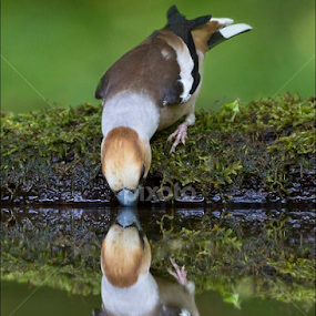 Hawfinch reflection at drinking pool in Hungary. by Marlene Finlayson - Animals Birds