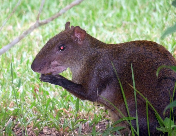 Central American Agouti - Ñeque | Project Noah