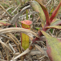 Pitcher Plant