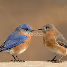 Bluebird Pair by Jack Nevitt - Animals Birds