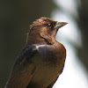 Brown-headed cowbird