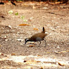 Barred Rail