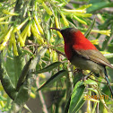 Crimson Sunbird