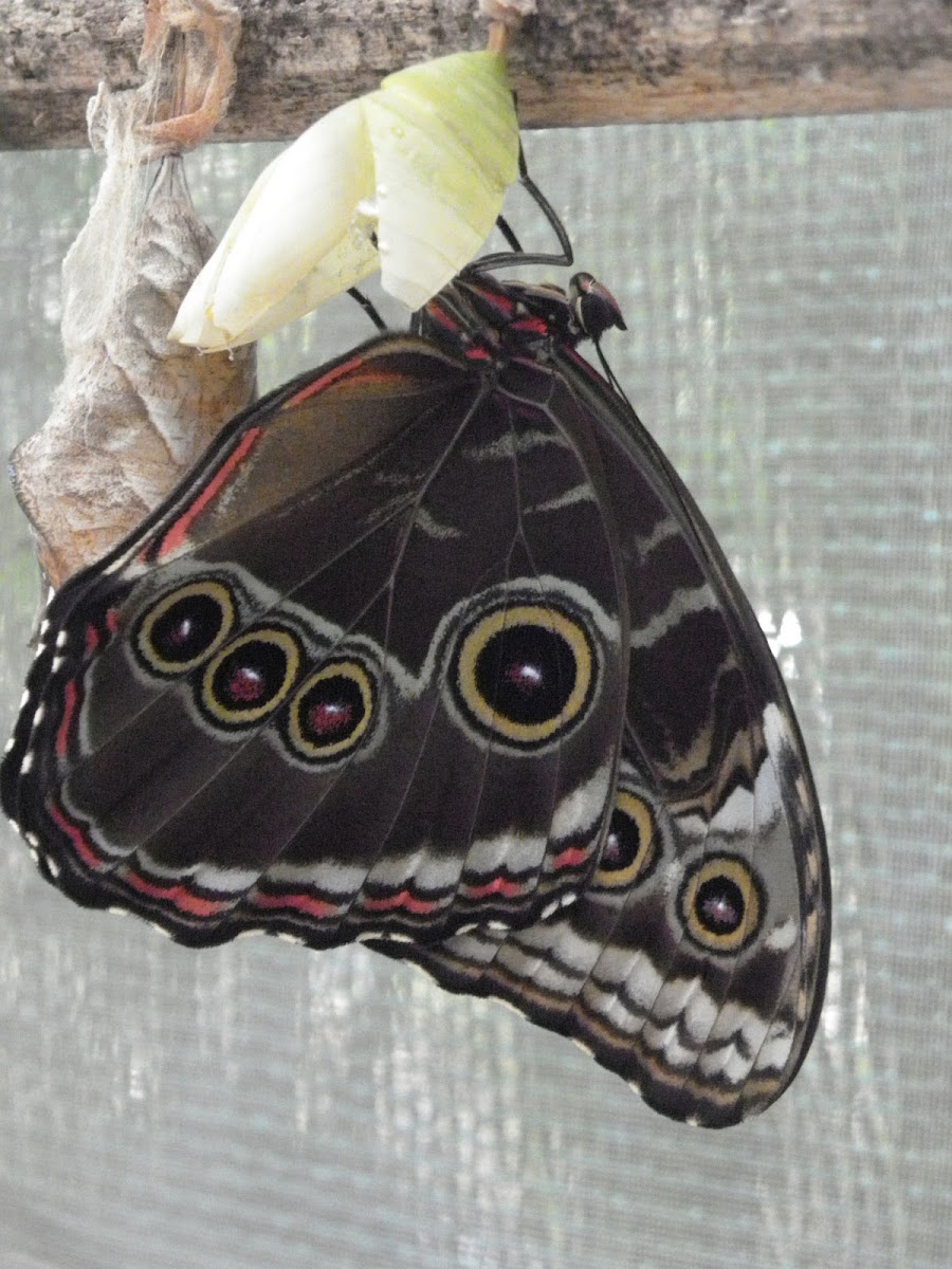 morpho butterfly, hatching
