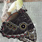 morpho butterfly, hatching
