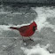 Northern Cardinal