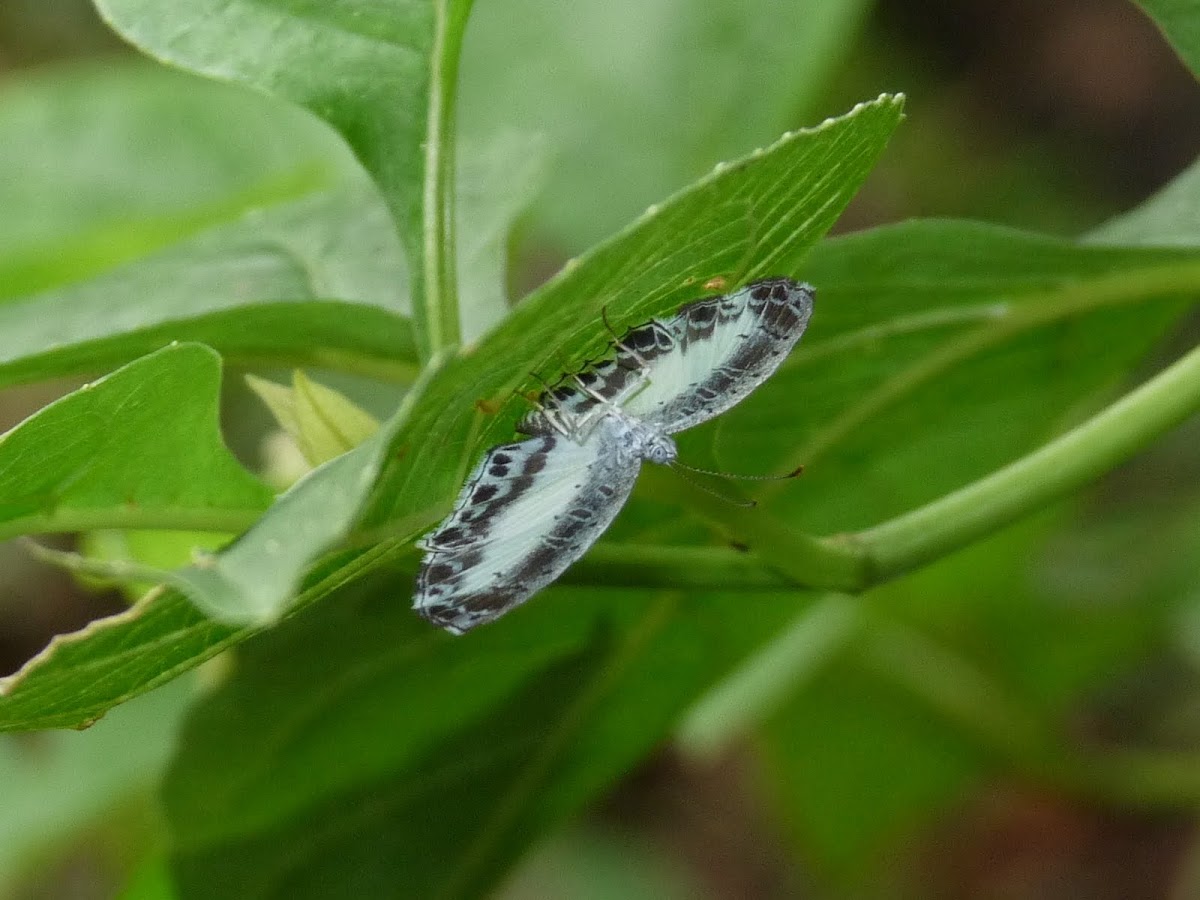 Mantus Nymphidium  Butterfly