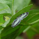 Mantus Nymphidium  Butterfly
