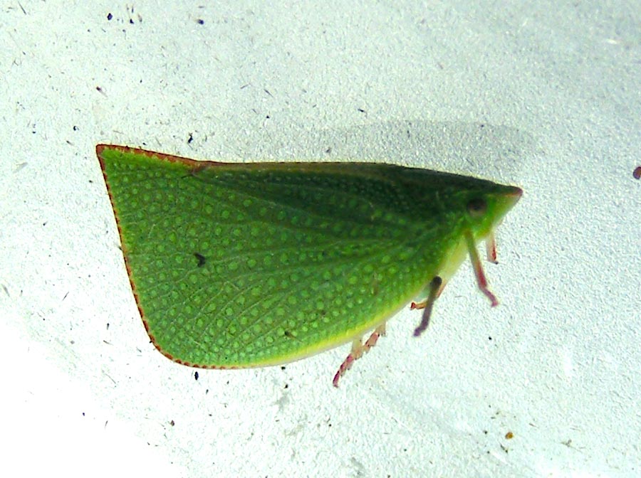 Green Mottled Planthopper