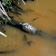 Eastern Painted Turtle